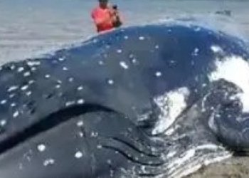 Baleia morre após encalhar em praia na Ilha da Formiga