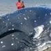 Baleia morre após encalhar em praia na Ilha da Formiga