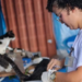 Campanha de Vacinação Antirrábica protege quase 30 mil animais