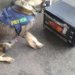 Cães farejadores encontraram cocaína dentro de micro-ondas em ônibus de turismo