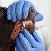Clínica veterinária realiza ação odontológica para cães e gatos em Salvador; saiba detalhes