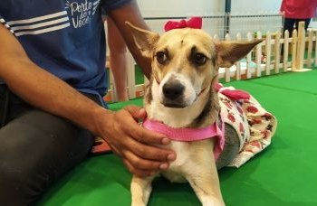 Salvador Norte realiza última Feira de Adoção do ano