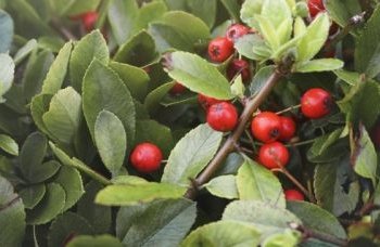 Bahia é responsável por 64% do guaraná produzido no Brasil