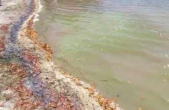 Manchas esverdeadas são encontradas em Barra do Jacuípe