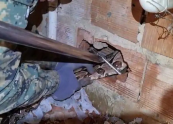 Jiboia que foi encontrada entre as paredes de uma residência em Cajazeiras é resgatada pela polícia