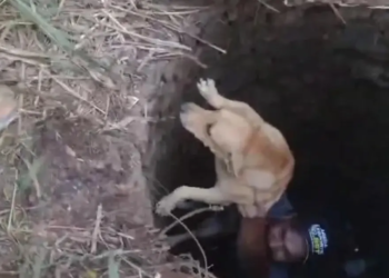 Cadela é salva por cachorro “amigo” após cair em cisterna no Extremo Sul da Bahia