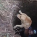 Cadela é salva por cachorro “amigo” após cair em cisterna no Extremo Sul da Bahia