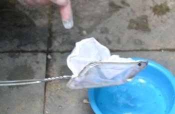 Brasil pode registrar até 4,2 milhões de casos de dengue em 2024