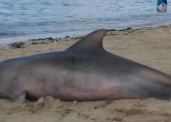 Banhistas encontram golfinho morto em praia do Subúrbio de Salvador