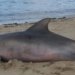 Banhistas encontram golfinho morto em praia do Subúrbio de Salvador