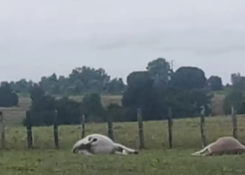 Três animais aparecem mortos após descarga elétrica na zona rural de Porto Seguro