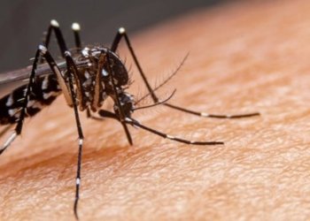 Salvador entra oficialmente em estado de epidemia de dengue