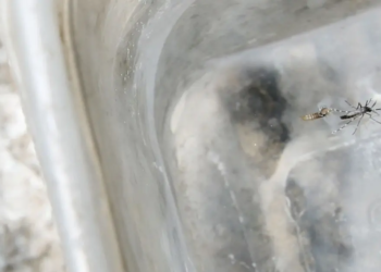 Duas mortes por Chikungunya são notificadas na Bahia