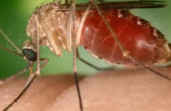 Bahia tem confirmação de 80 casos da Febre Oropouche