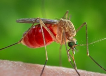 Sobe para 55 o número de casos da Febre do Oropouche na Bahia