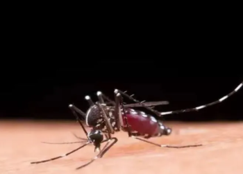 Ministério da Saúde discute plano de enfrentamento da dengue