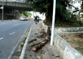 Árvore cai e destroi carro no Vale de Nazaré, em Salvador, durante jogo do Bahia