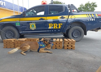 Homem é preso com 100 kg de maconha em ônibus na BR-116