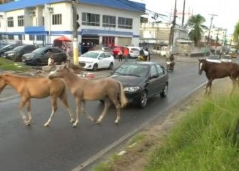Cavalos soltos em avenida causam transtornos no trânsito em Itapuã