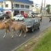 Cavalos soltos em avenida causam transtornos no trânsito em Itapuã