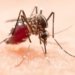 Dengue: Brasil encerra primeiro semestre com 6,1 milhões de casos da doença