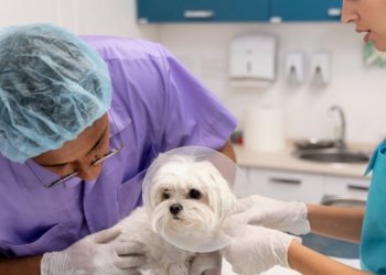 Clivet realiza ação preventiva contra zoonoses neste sábado em Salvador