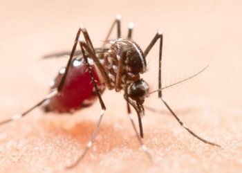 Dengue: Casos da doença crescem 422,9% na Bahia