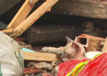 Imóvel de três andares desaba no Uruguai e gato é resgatado dos escombros