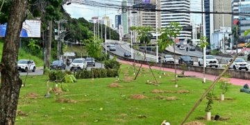 Prefeitura de Salvador inicia plantio de mais de 1 mil mudas de árvores na Avenida ACM
