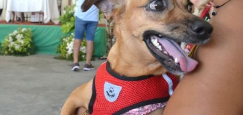 Salvador intensifica vacinação de cães e gatos a partir desta segunda-feira (20)