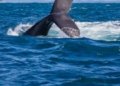 Temporada das baleias-jubarte impulsiona turismo de natureza em Salvador