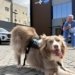 Cão terapeuta Lútche leva acolhimento e humanização à Maternidade e Hospital da Criança Deputado Alan Sanches