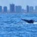 Prefeitura lança temporada das baleias-jubarte e fortalece Salvador como destino do turismo de natureza